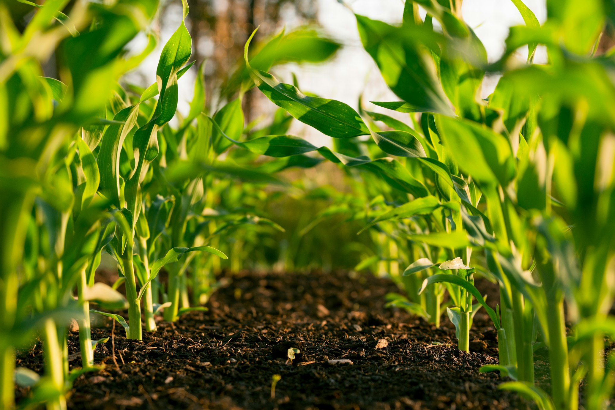 Clima como Ativo: Como a Previsão de Alta Precisão Redefine o Lucro Rural
